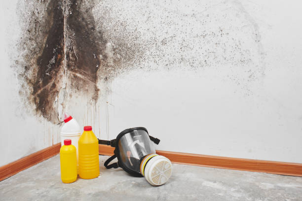 Best Local Mold Removal Service  in Brodhead, KY