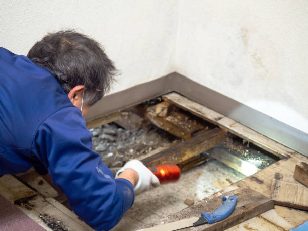 Best Affordable Mold Removal  in Brodhead, KY