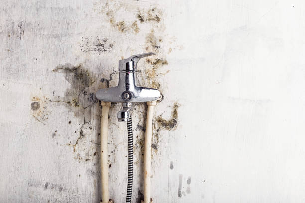 Professional Mold Removal in Brodhead, KY