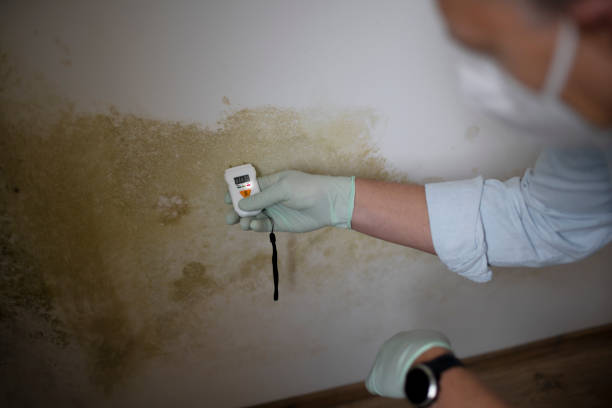 Best Affordable Mold Removal  in Brodhead, KY