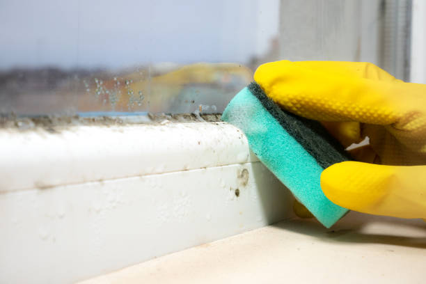 Best Attic Mold Removal  in Brodhead, KY