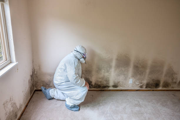Best Certified Mold Removal  in Brodhead, KY