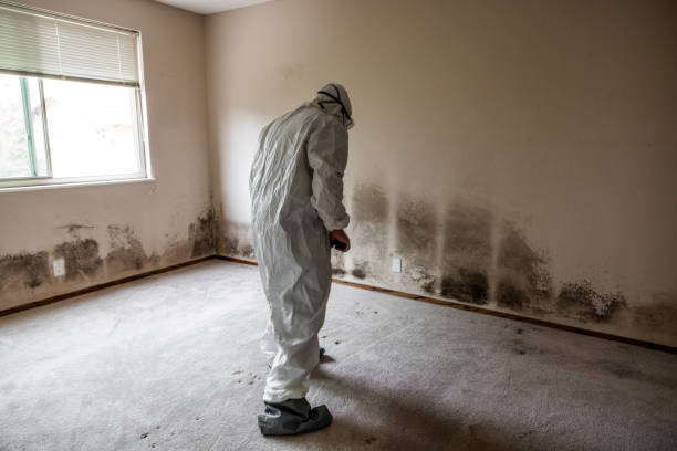 Best Mold Damage Repair  in Brodhead, KY