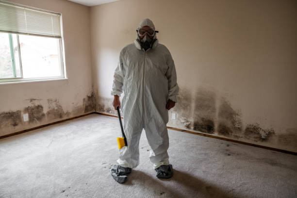 Best Residential Mold Removal  in Brodhead, KY
